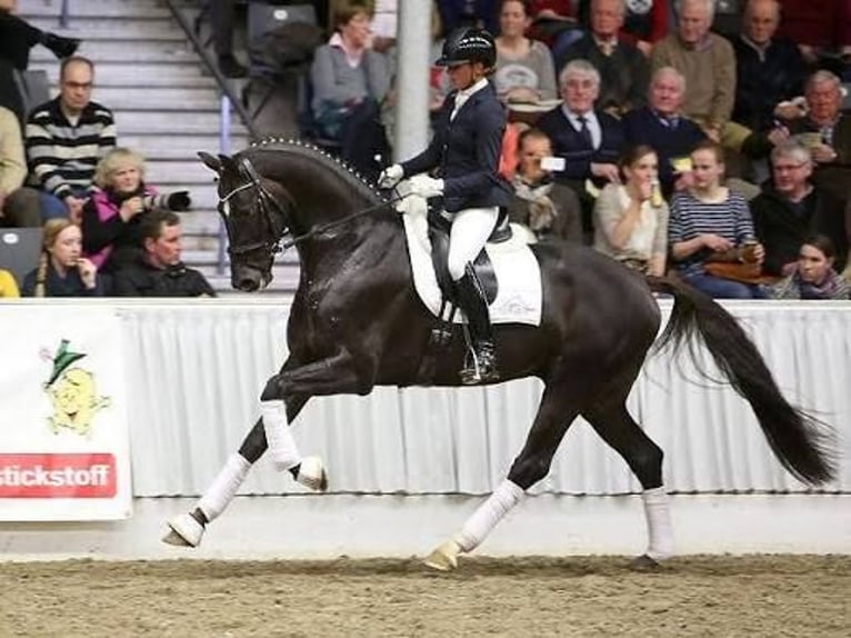 Hanoverian Mare 5 years 16.2 hh Chestnut in Siedenburg