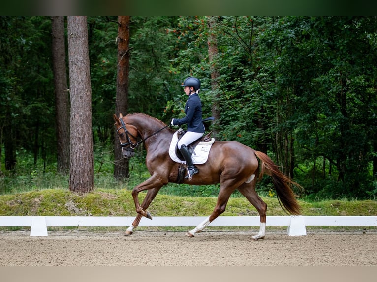 Hanoverian Mare 5 years 16.2 hh Chestnut-Red in Celle