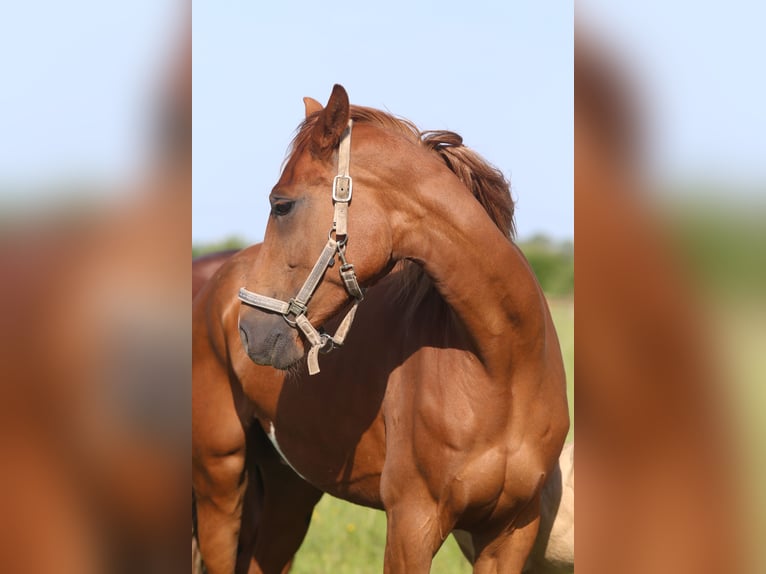 Hanoverian Mare 5 years 16,2 hh Chestnut-Red in Elevage des Baïsses