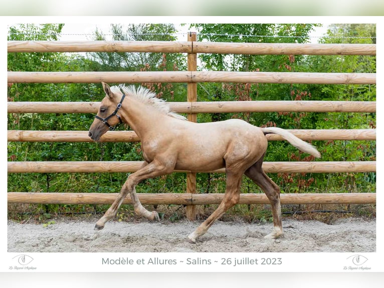 Hanoverian Mare 5 years 16,2 hh Chestnut-Red in Elevage des Baïsses