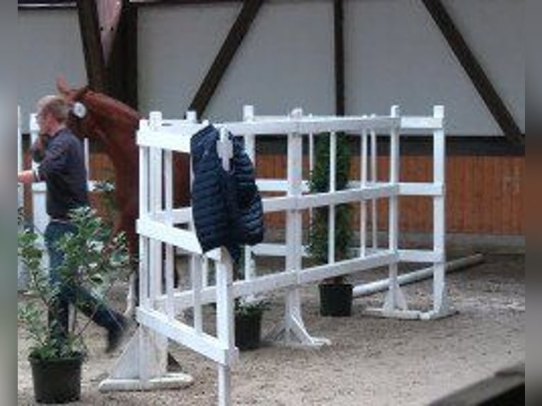 Hanoverian Mare 5 years 16,2 hh Chestnut-Red in Hennweiler