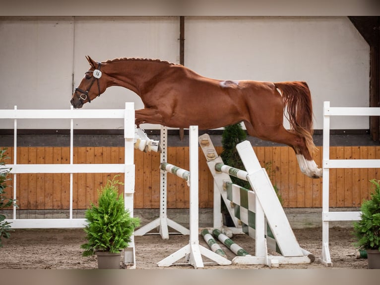 Hanoverian Mare 5 years 16,2 hh Chestnut-Red in Hennweiler