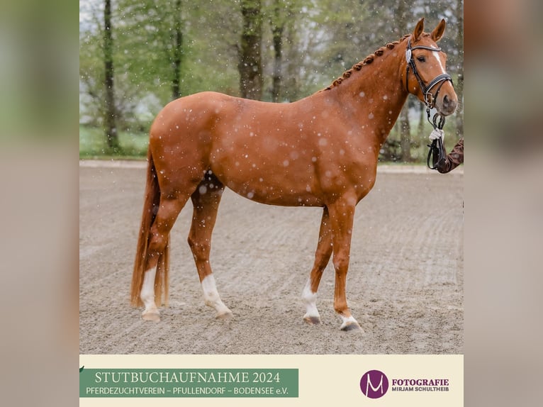 Hanoverian Mare 5 years 16,2 hh Chestnut-Red in Hennweiler