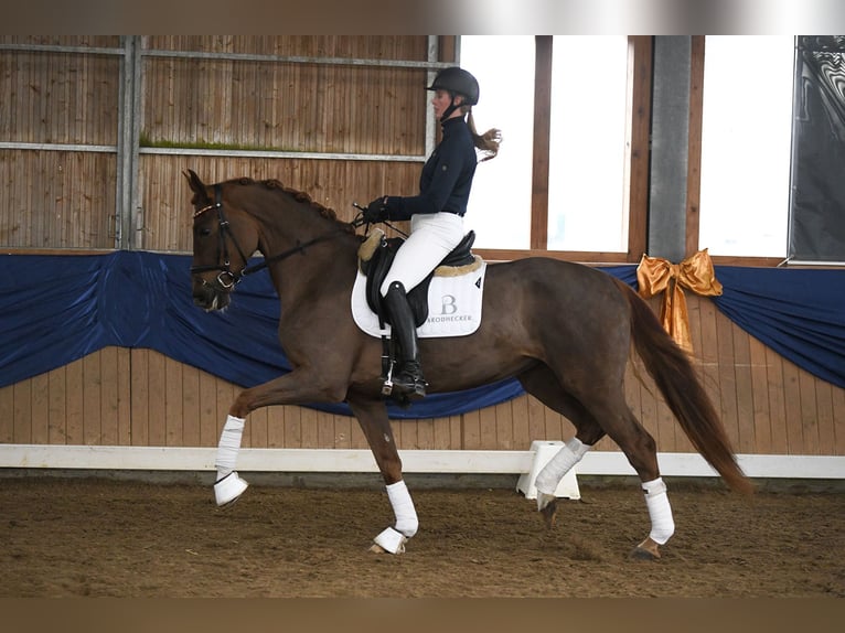 Hanoverian Mare 5 years 16,2 hh Chestnut-Red in Riedstadt