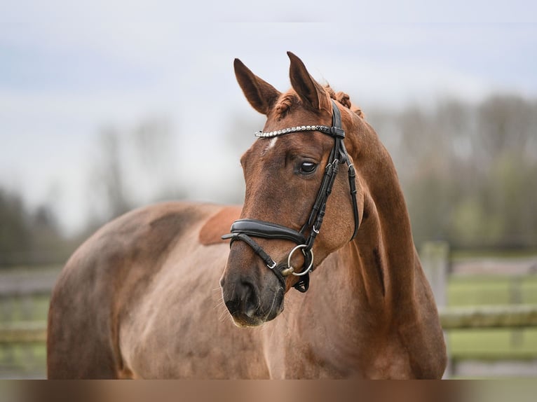 Hanoverian Mare 5 years 16,2 hh Chestnut-Red in Riedstadt