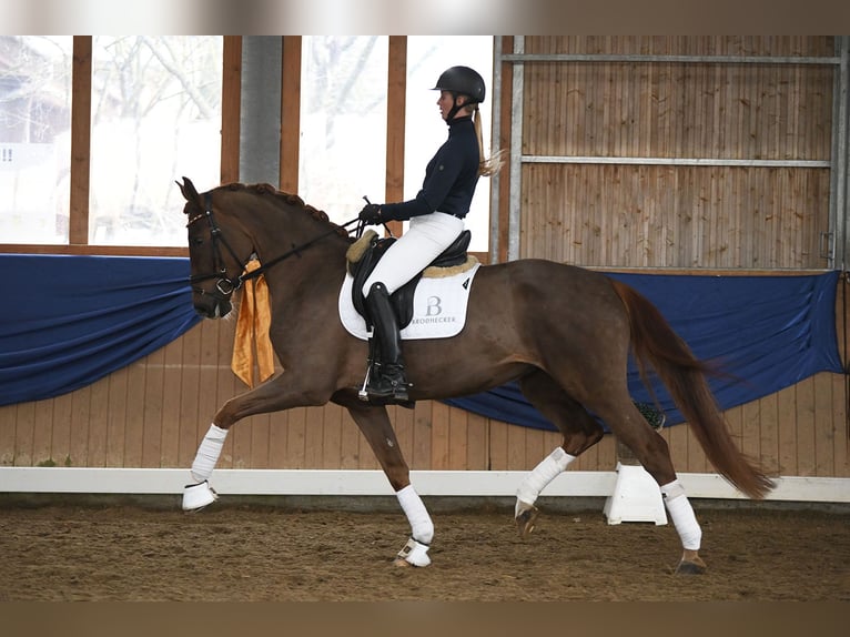 Hanoverian Mare 5 years 16,2 hh Chestnut-Red in Riedstadt