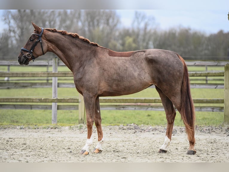 Hanoverian Mare 5 years 16,2 hh Chestnut-Red in Riedstadt