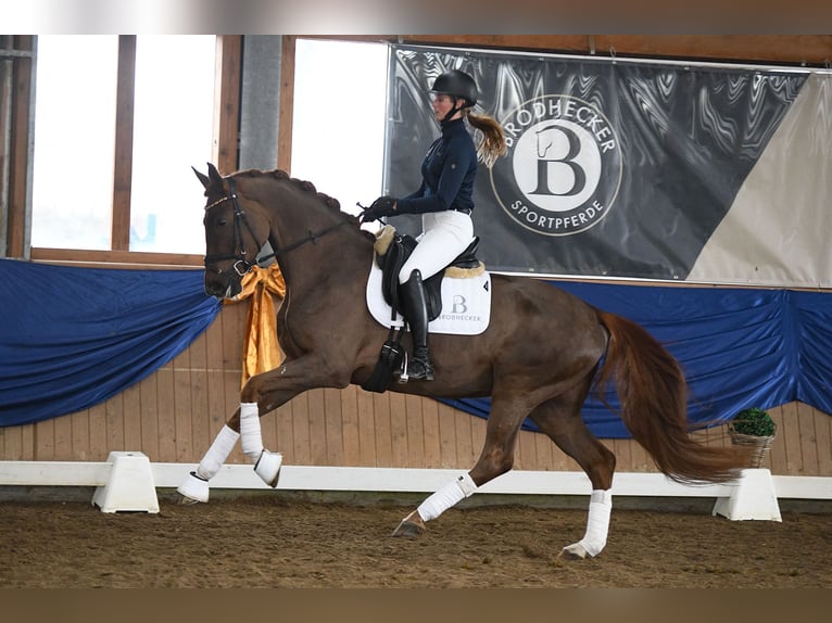 Hanoverian Mare 5 years 16,2 hh Chestnut-Red in Riedstadt