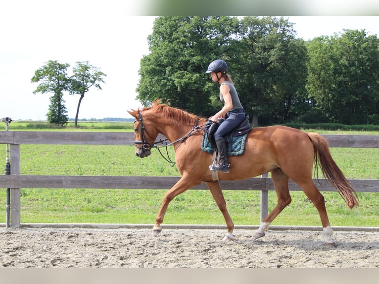 Hanoverian Mare 5 years 16,2 hh Chestnut-Red in Wittingen