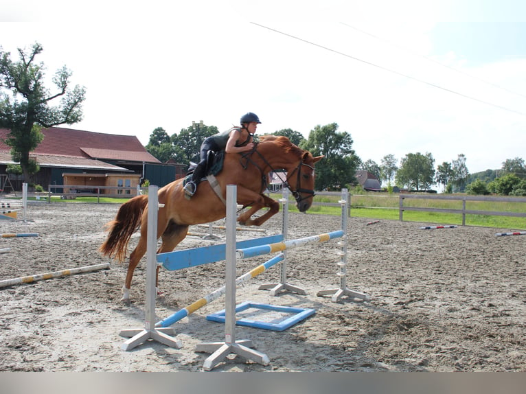 Hanoverian Mare 5 years 16,2 hh Chestnut-Red in Wittingen