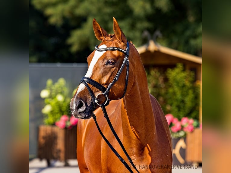 Hanoverian Mare 5 years 16,2 hh Chestnut in Verden