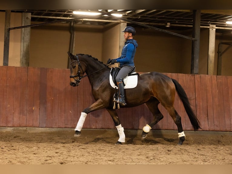 Hanoverian Mare 5 years 16.2 hh  in Booischot