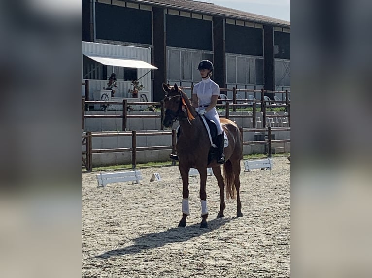 Hanoverian Mare 5 years 16,2 hh in Hildesheim