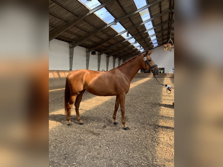 Hanoverian Mare 5 years 16,2 hh in Hildesheim