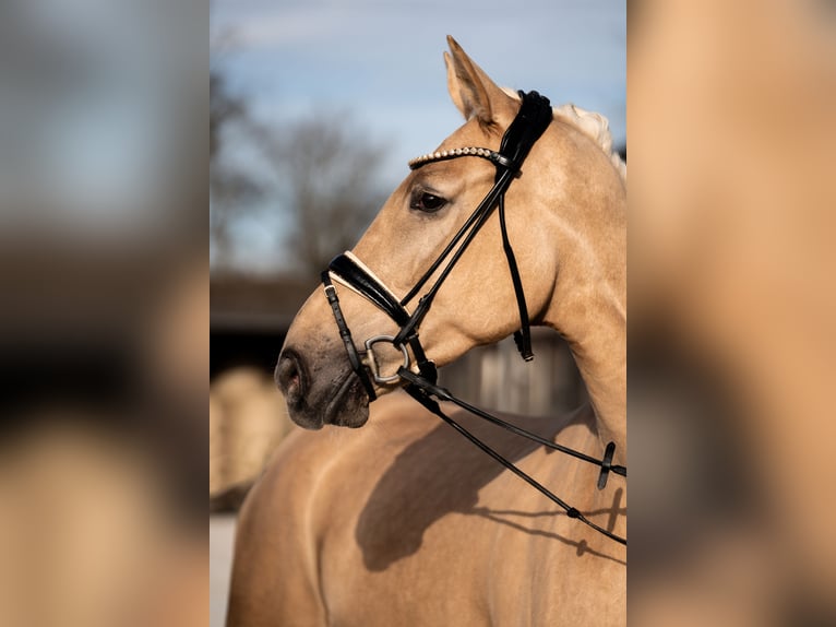 Hanoverian Mare 5 years 16,2 hh Palomino in Heidesheim am Rhein