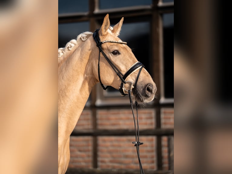 Hanoverian Mare 5 years 16,2 hh Palomino in Heidesheim am Rhein