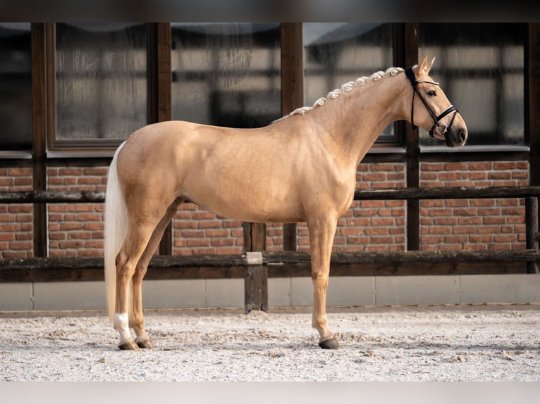 Hanoverian Mare 5 years 16,2 hh Palomino in Heidesheim am Rhein