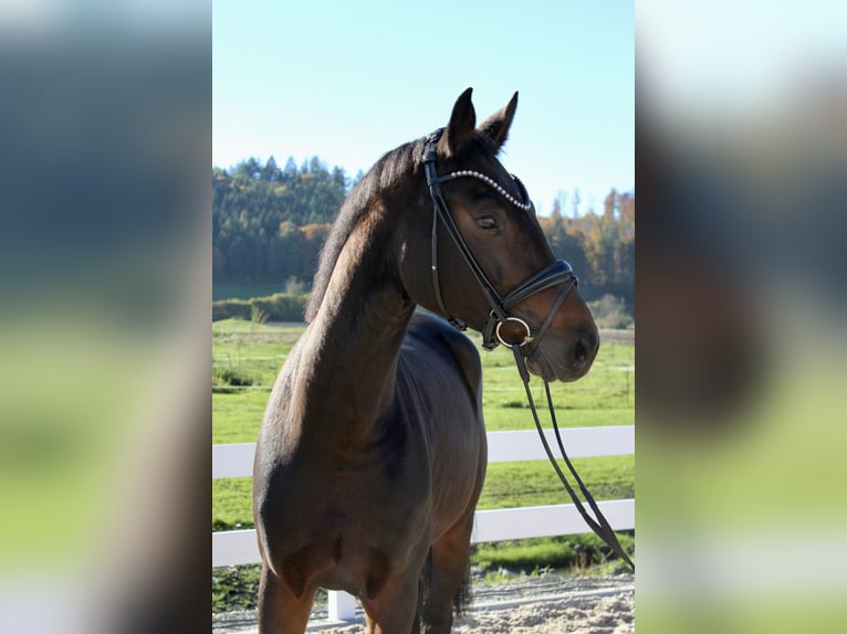 Hanoverian Mare 5 years 16,2 hh in Ebenweiler