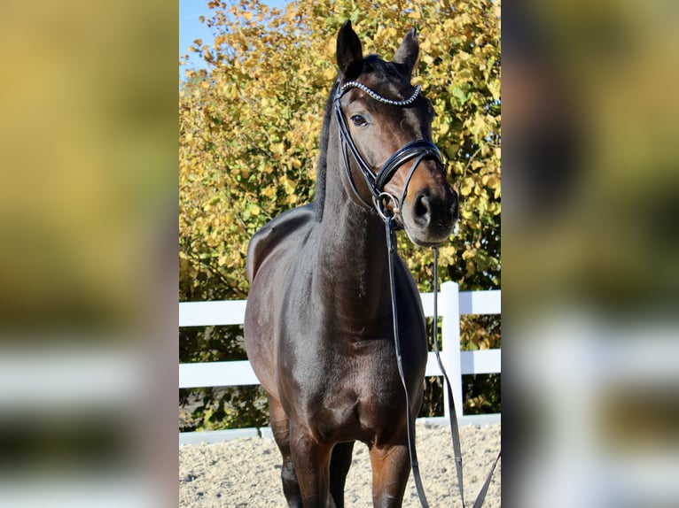 Hanoverian Mare 5 years 16,2 hh in Ebenweiler