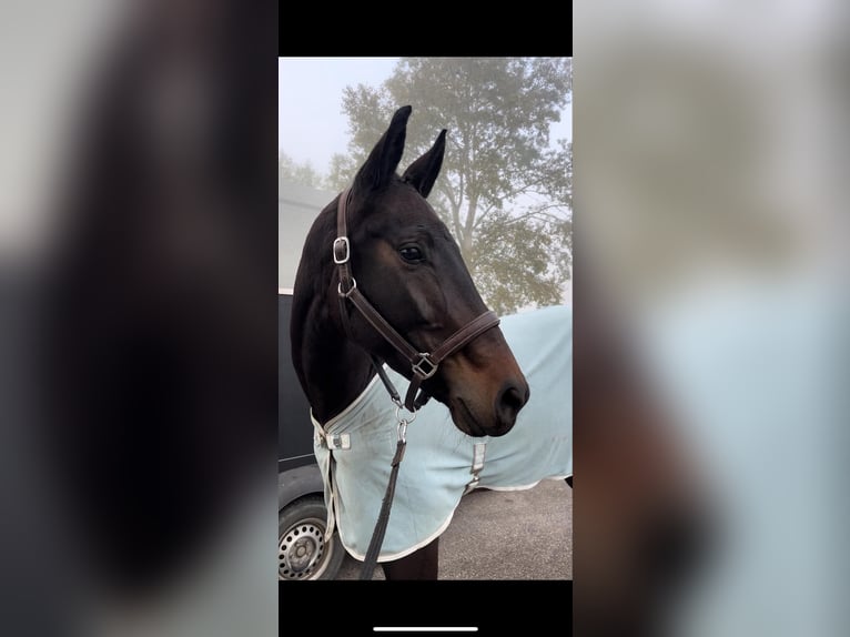 Hanoverian Mare 5 years 16,3 hh Bay-Dark in Croatia