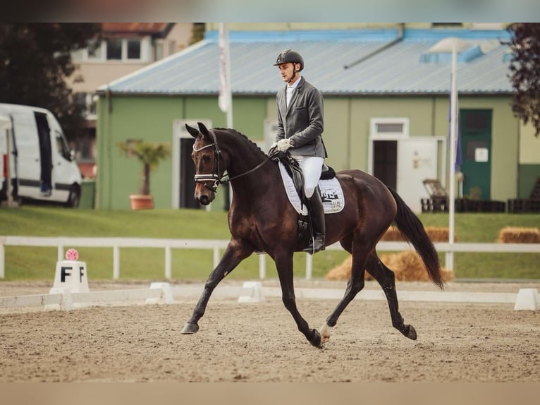 Hanoverian Mare 5 years 16,3 hh Bay-Dark in Croatia