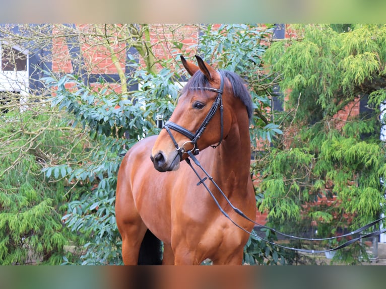 Hanoverian Mare 5 years 16,3 hh Bay-Dark in Langlingen