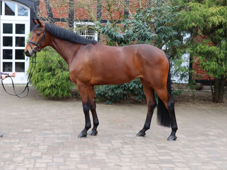 Hanoverian Mare 5 years 16,3 hh Bay-Dark in Langlingen