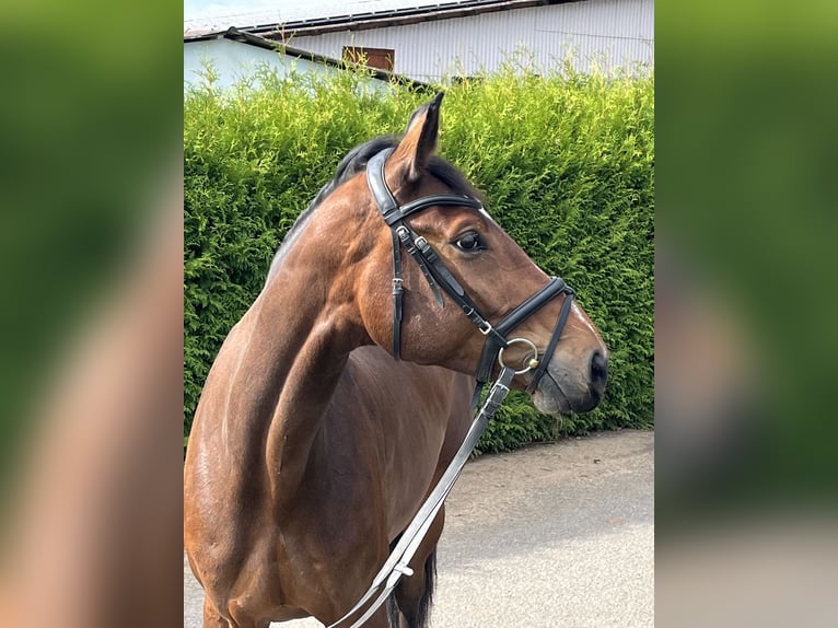 Hanoverian Mare 5 years 16,3 hh Bay-Dark in Diemelsee