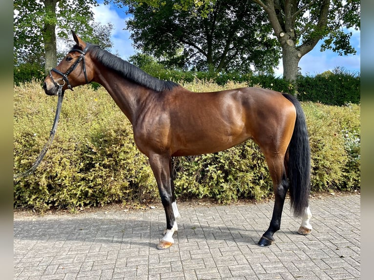 Hanoverian Mare 5 years 16,3 hh Bay-Dark in Diemelsee