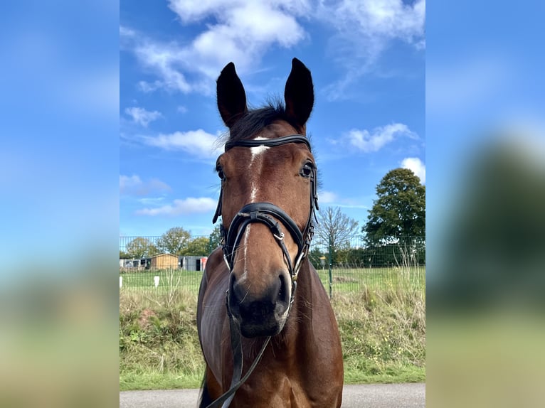 Hanoverian Mare 5 years 16,3 hh Bay-Dark in Diemelsee