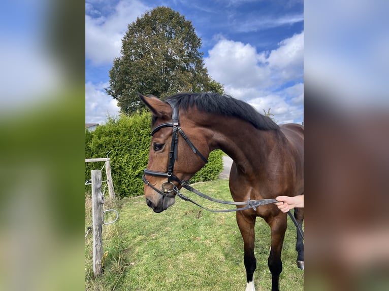 Hanoverian Mare 5 years 16,3 hh Bay-Dark in Diemelsee