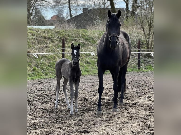 Hanoverian Mare 5 years 16,3 hh Black in StoetzeStoetze