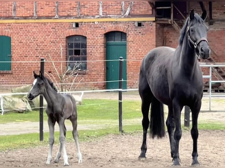 Hanoverian Mare 5 years 16,3 hh Black in StoetzeStoetze