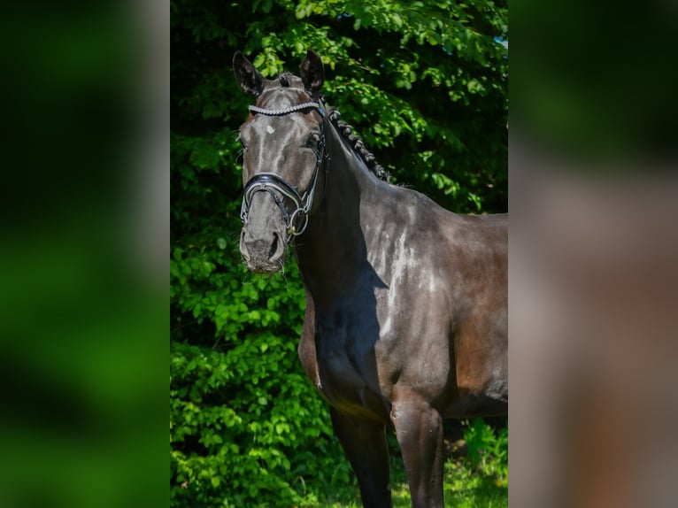 Hanoverian Mare 5 years 16.3 hh Black in Ennigerloh