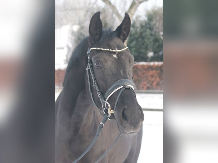Hanoverian Mare 5 years 16.3 hh Black in Hepstedt