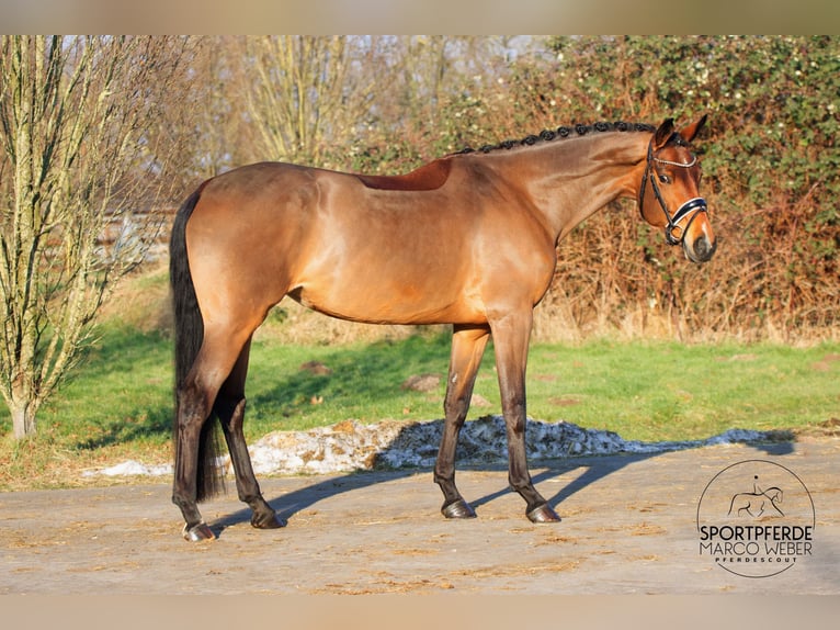 Hanoverian Mare 5 years 16.3 hh Brown in Dörverden