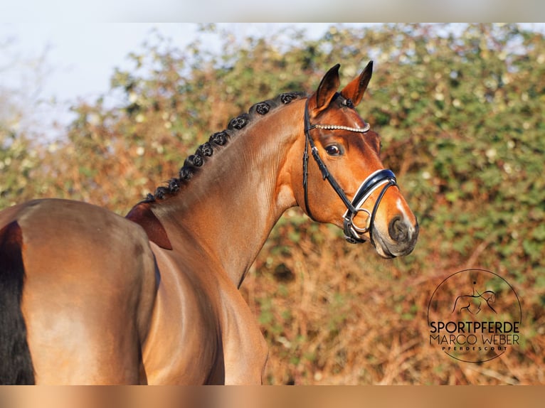 Hanoverian Mare 5 years 16.3 hh Brown in Dörverden