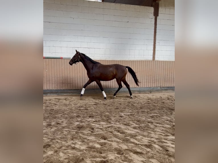 Hanoverian Mare 5 years 16.3 hh Brown in Ortenberg