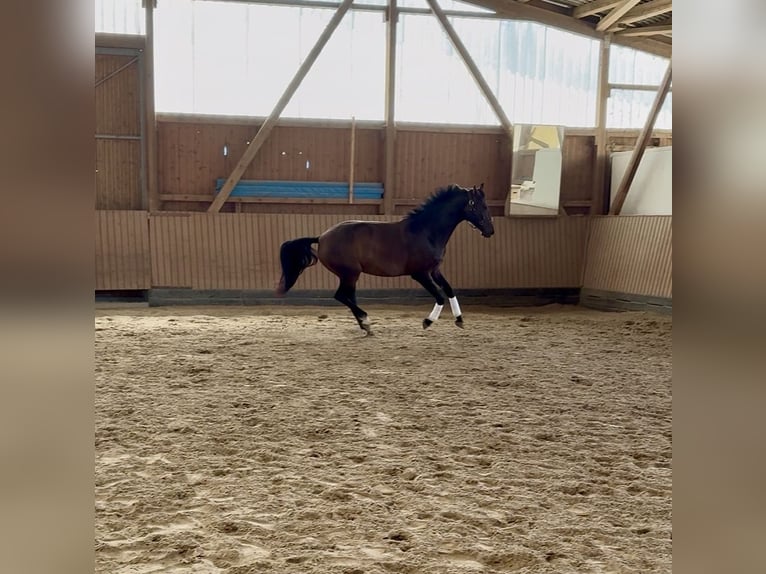 Hanoverian Mare 5 years 16.3 hh Brown in Ortenberg