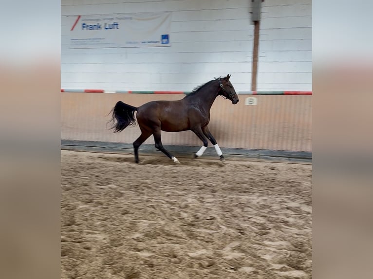 Hanoverian Mare 5 years 16.3 hh Brown in Ortenberg