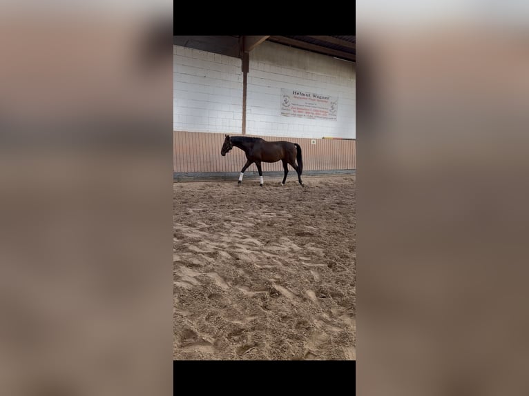 Hanoverian Mare 5 years 16.3 hh Brown in Ortenberg