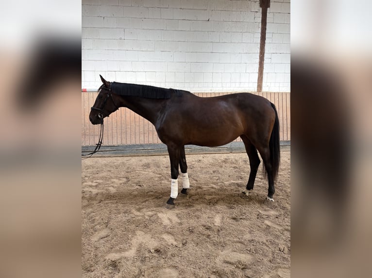 Hanoverian Mare 5 years 16.3 hh Brown in Ortenberg