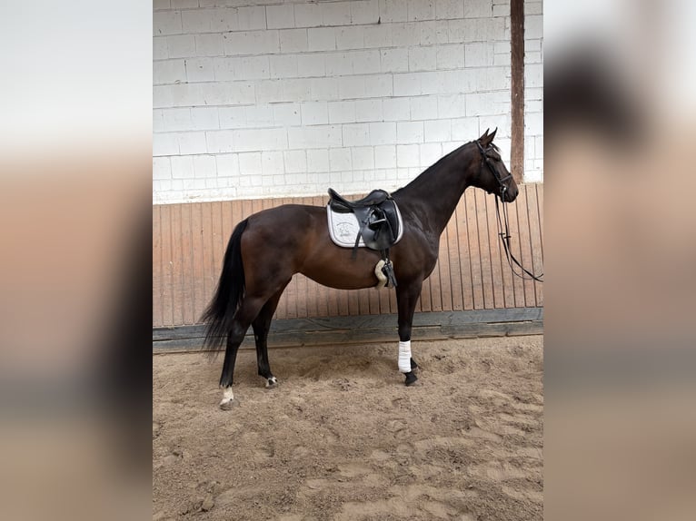 Hanoverian Mare 5 years 16.3 hh Brown in Ortenberg