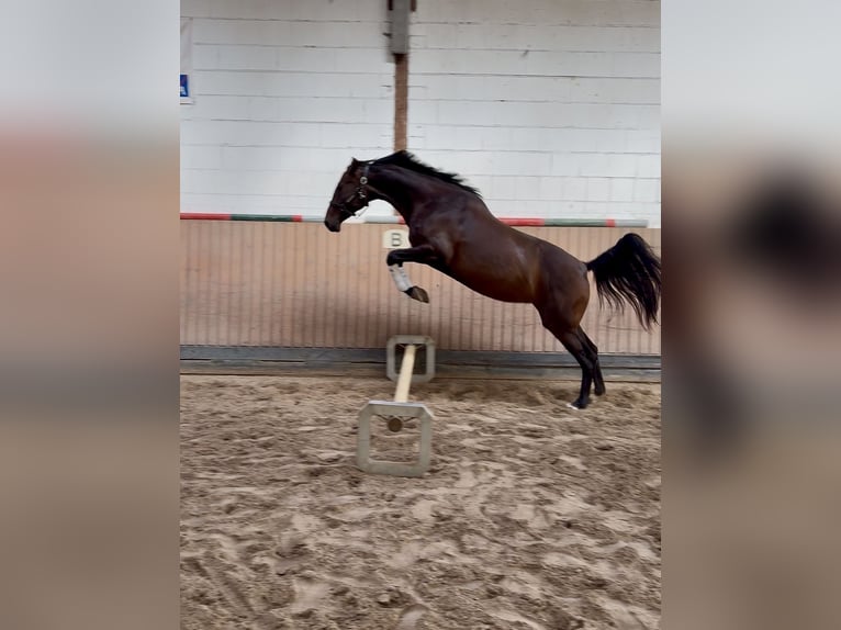 Hanoverian Mare 5 years 16.3 hh Brown in Ortenberg