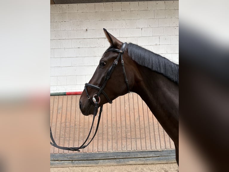 Hanoverian Mare 5 years 16.3 hh Brown in Ortenberg