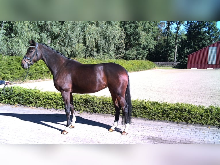 Hanoverian Mare 5 years 16,3 hh Brown in Visbek