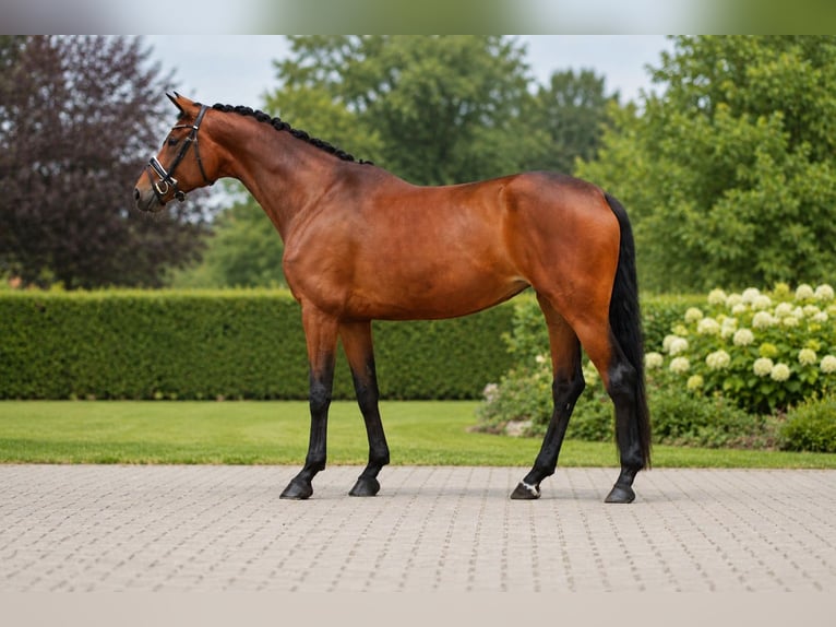 Hanoverian Mare 5 years 16.3 hh Brown in Walsrode