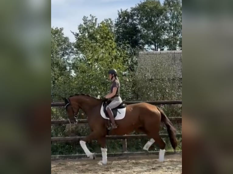 Hanoverian Mare 5 years 16,3 hh Chestnut in Hamm