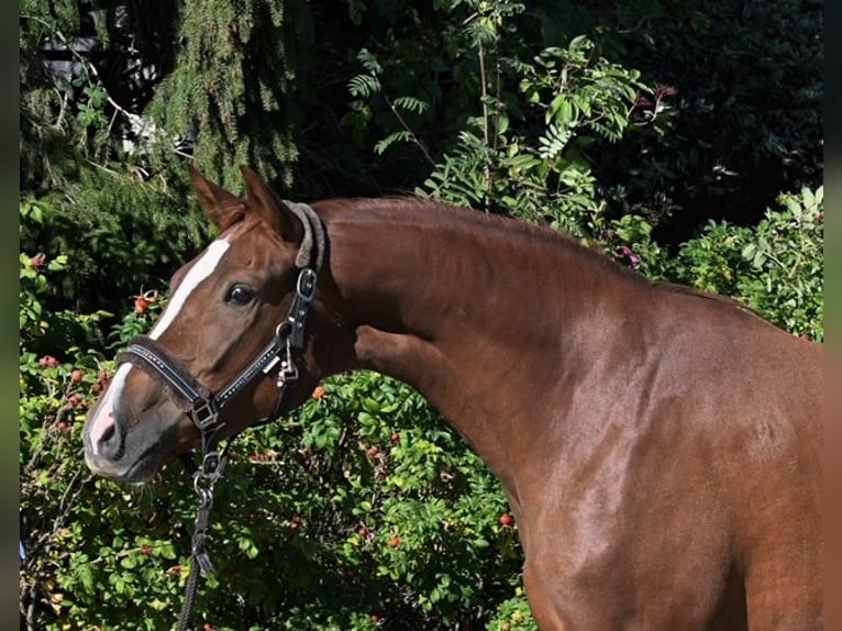 Hanoverian Mare 5 years 16,3 hh Chestnut-Red in Drackenstein