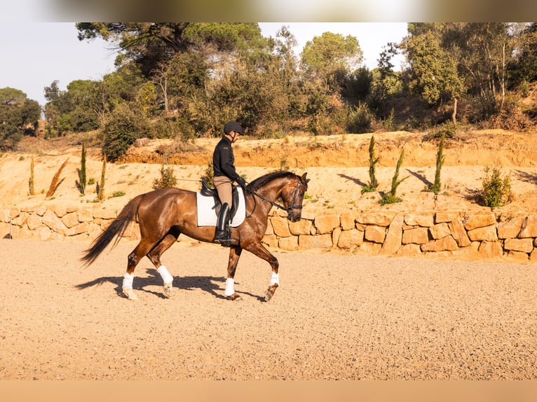 Hanoverian Mare 5 years 16.3 hh  in Argentona